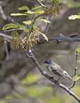 Yellow rumped Warbler 